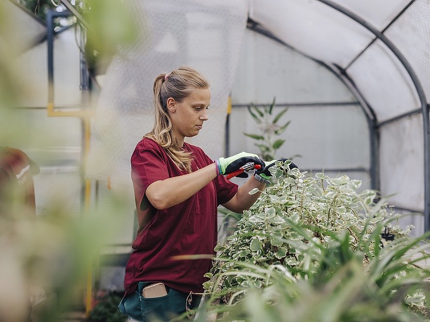 Eine junge Frau trägt Arbeitskleidung und Schutzhandschuhe Sie schneidet den Zweig eines kleinen Bäumchens mit einer Gartenschere. Sie steht in einem Gewächshaus